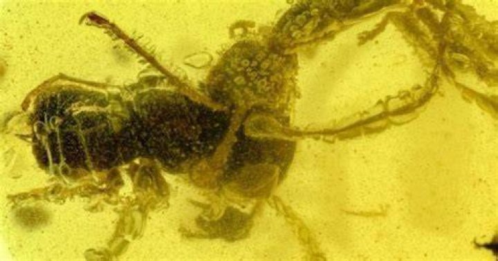 'Hell Ant' Found Stuck In Amber While Feeding On Its Prey