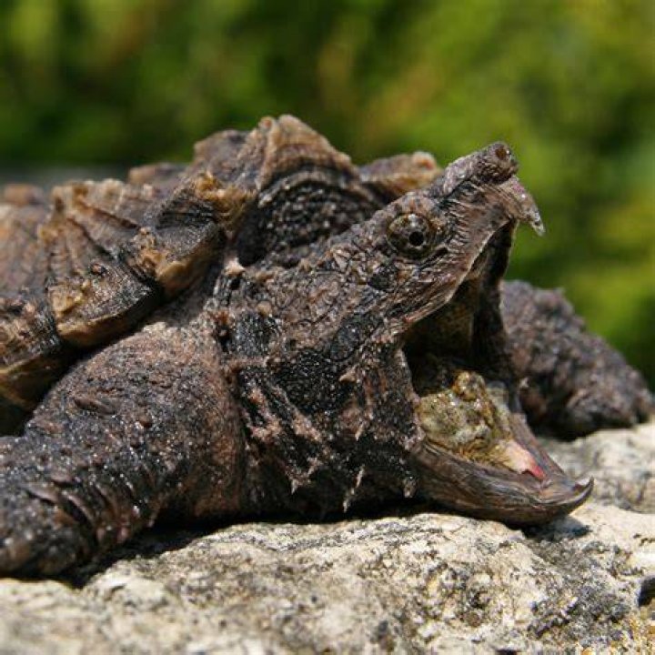 Alligator Snapping Turtle
