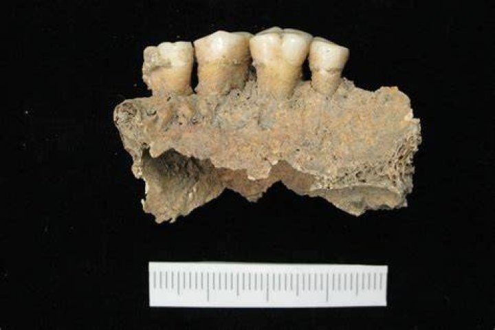 Ancient Mongolian Skeletons