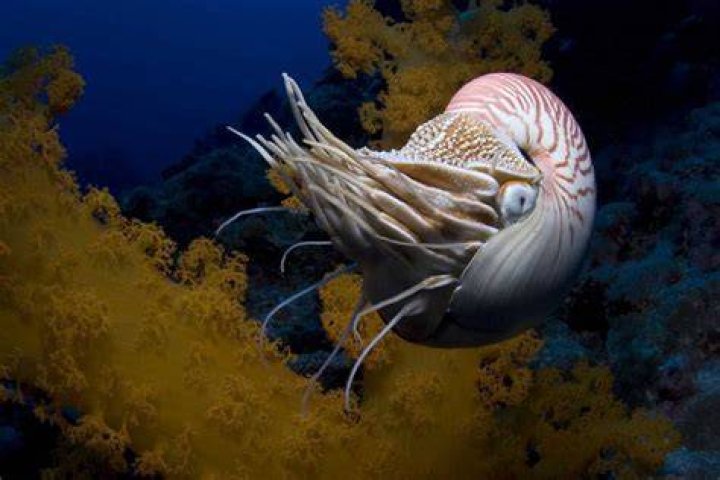 Astounding Living Fossils