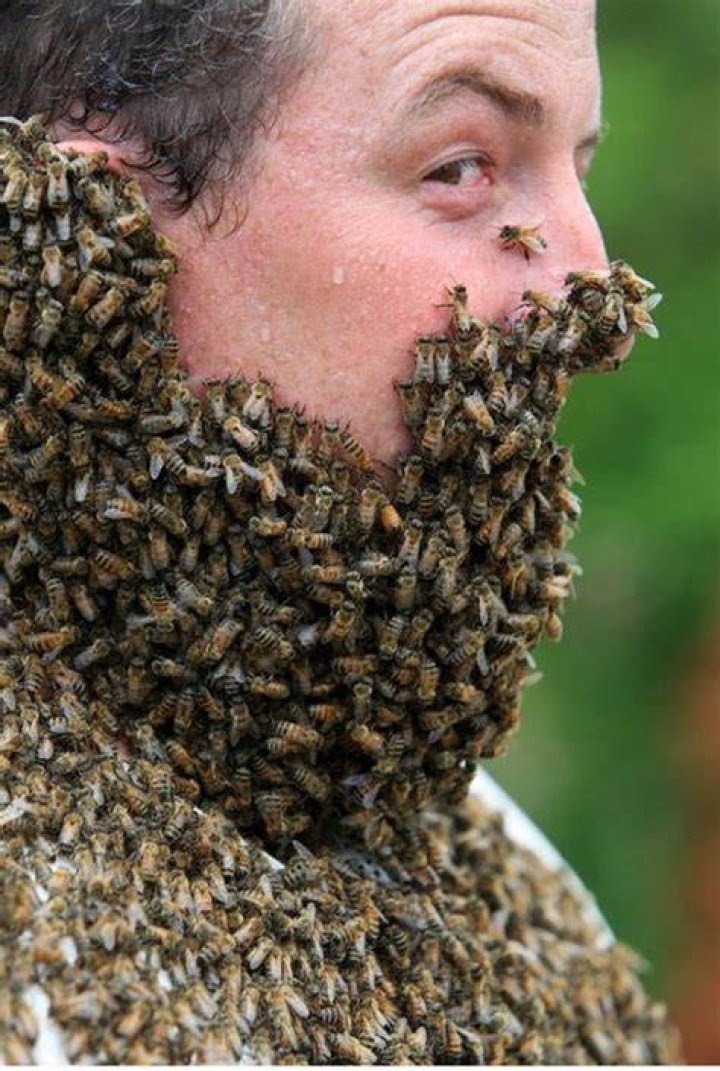 Bee Beards, Your New Favorite Hobby
