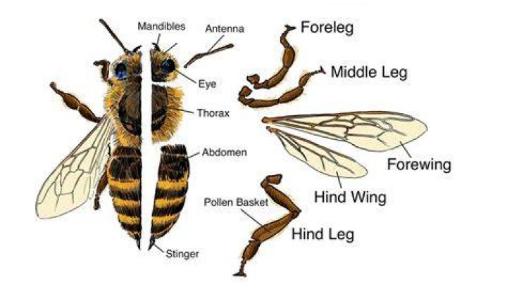 Bee Body