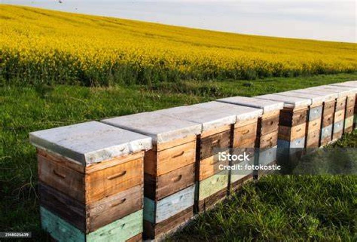 Bee Crates On The Ground