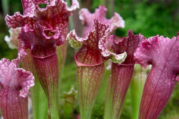 Coolest Carnivorous Plants