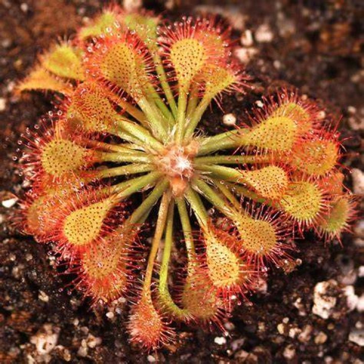 Drosera Carnivorous Plants