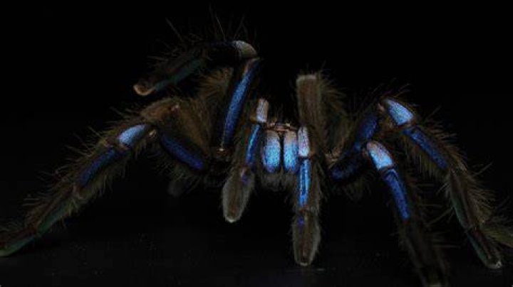 Electric Blue Tarantula
