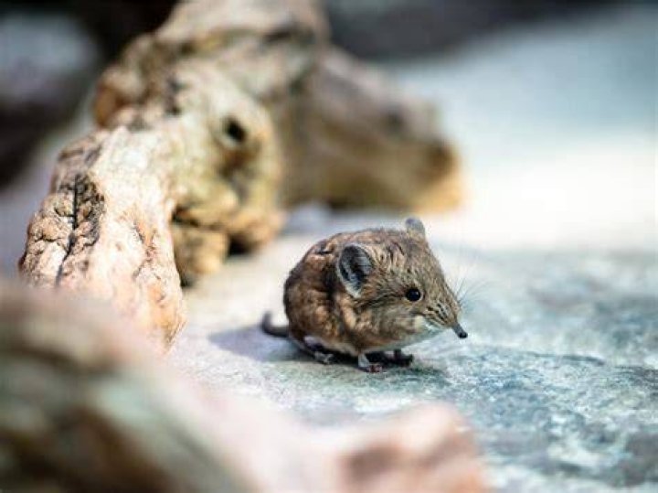 Elephant Shrew Living Fossil