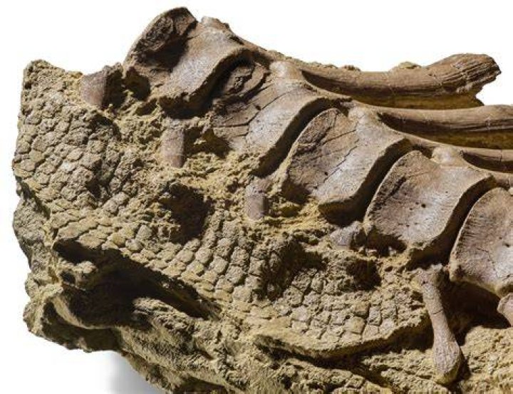 Fossilized Dinosaur Skin