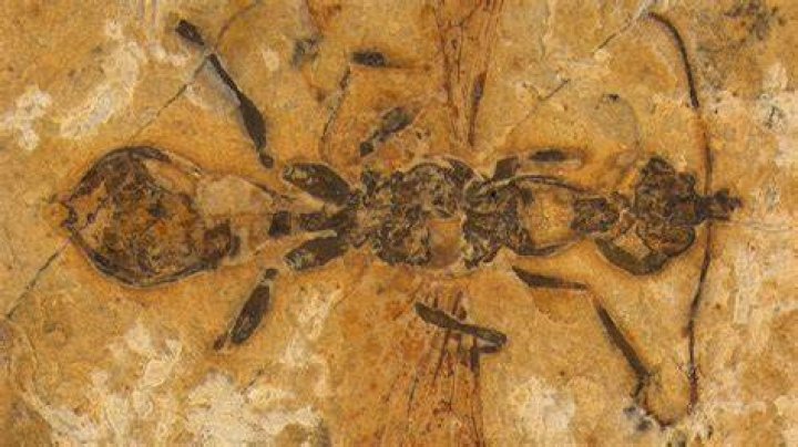 Fossilized Hell Ant