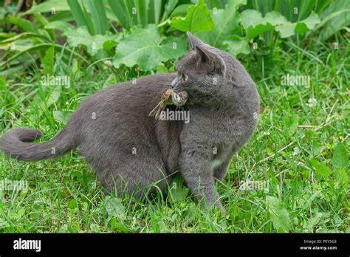 Gray Cat Dead Bird Feral Australia