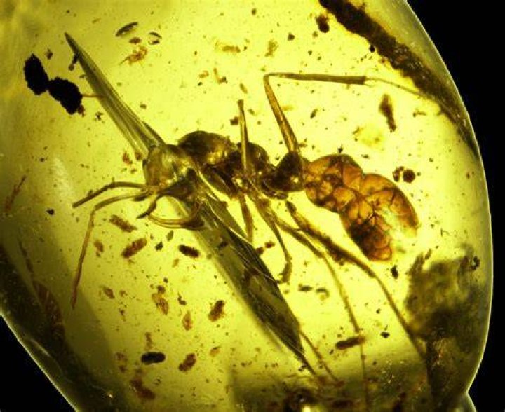 Hell Ant Eating Inside Amber