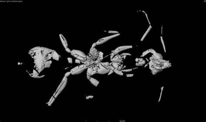 Hell Ant Scan