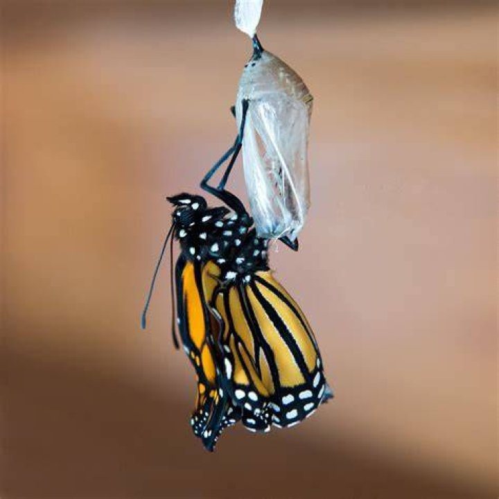 How long does it take to hatch a butterfly bunny?