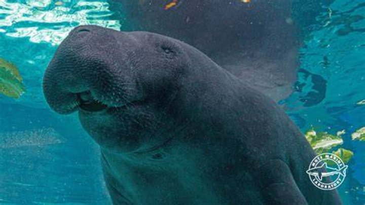 Hugh The Manatee