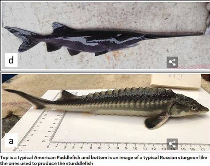 Hungarian Scientists Accidentally Create 'Sturddlefish' Hybrid