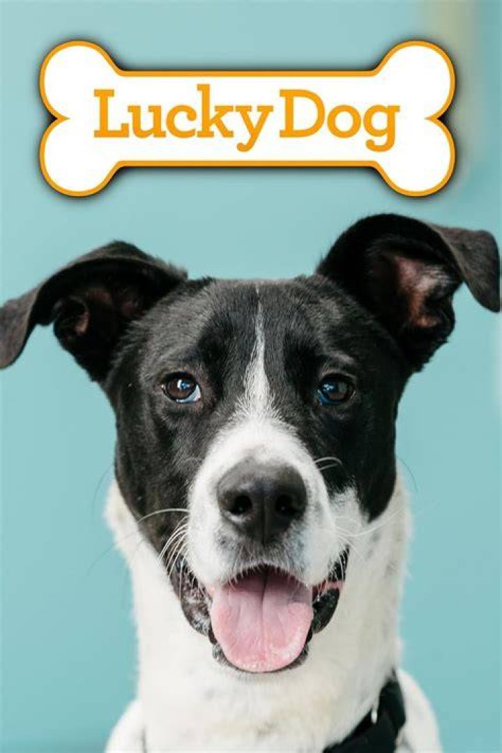 Is Lucky Dog still on tv 2021?