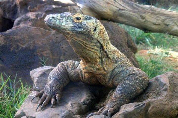Komodo Dragon In A Zoo