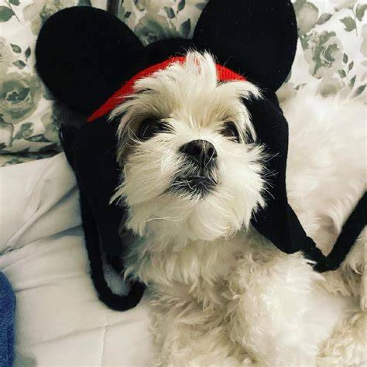 KreekCraft pet dog
