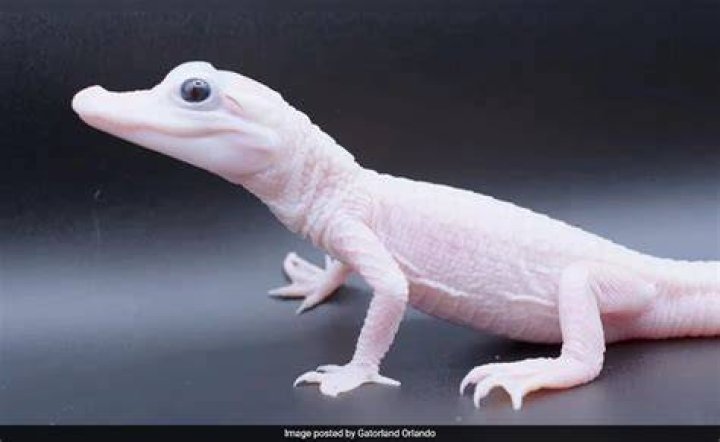 Leucistic Alligator