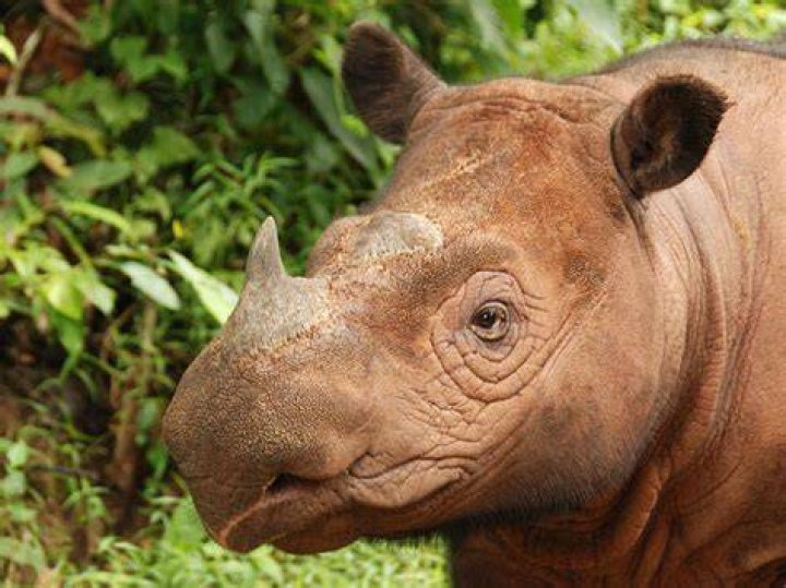 Living Fossils Sumatran Rhino