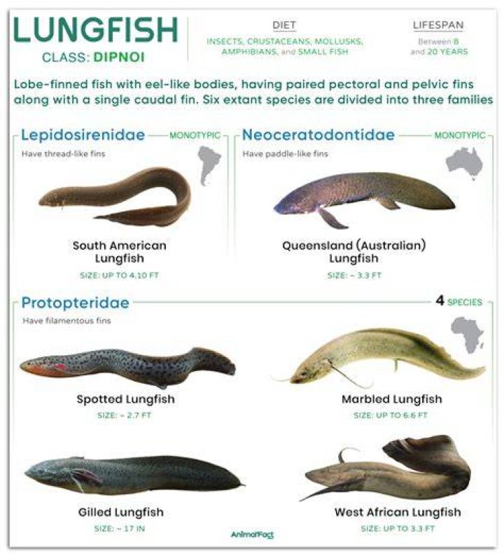 Lungfish