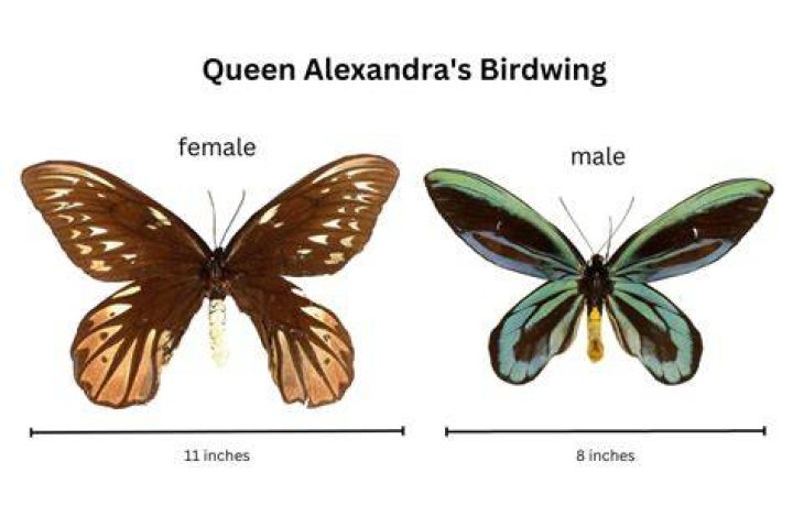 Male Queen Alexandra's Birdwing