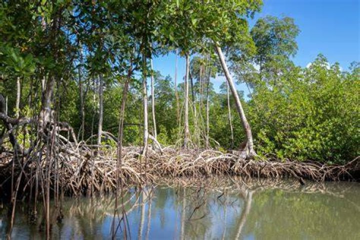 Mangrove Trees