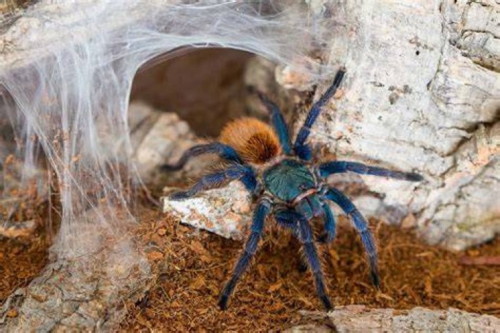 New Tarantula Species