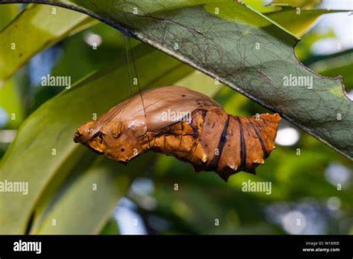 Ornithoptera Alexandrae Larva