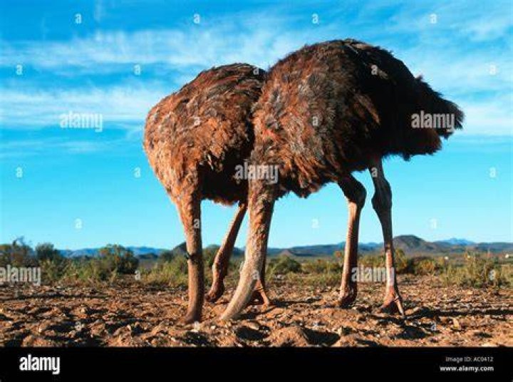 Ostrich Stick Their Head In The Sand