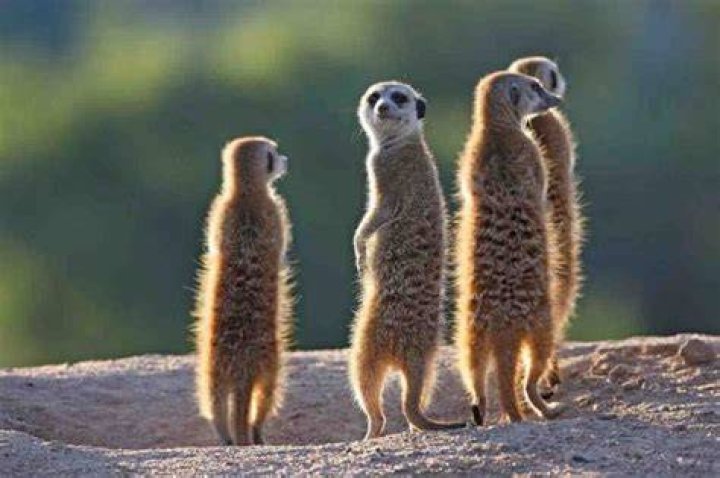 ¿Qué clase de animal es Timón? – Celebrity.fm
