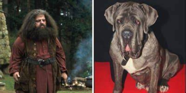 ¿Qué pasó con el perro de Hagrid? – Celebrity.fm