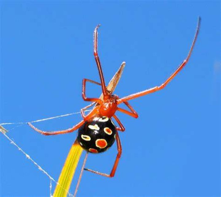 Red Widow Spider