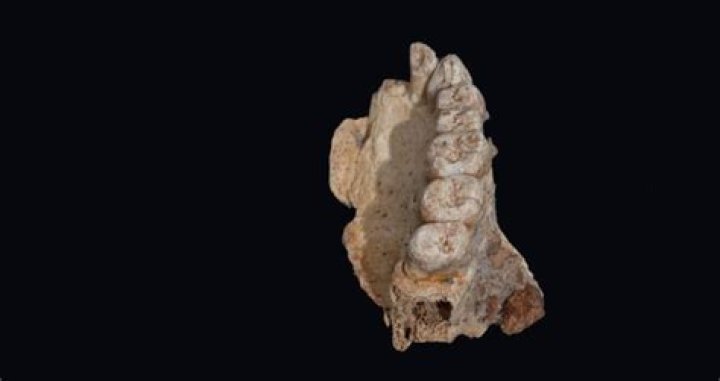 Scientists Discover Oldest Human Fossil Found Outside Africa
