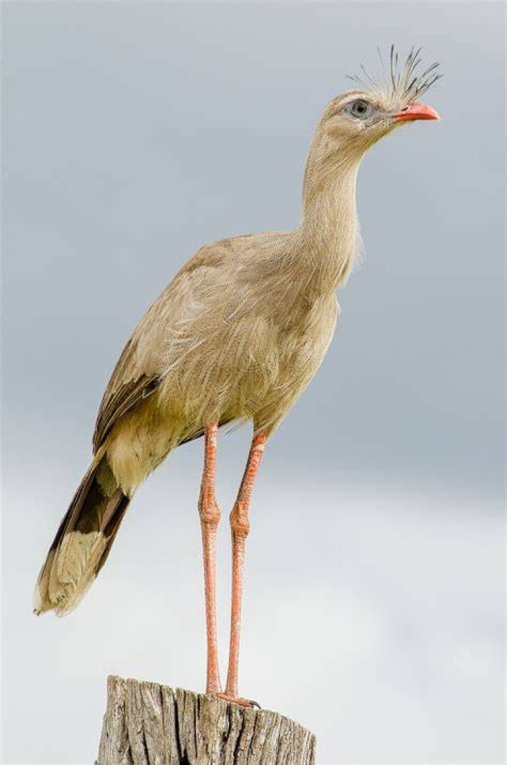 Sireima