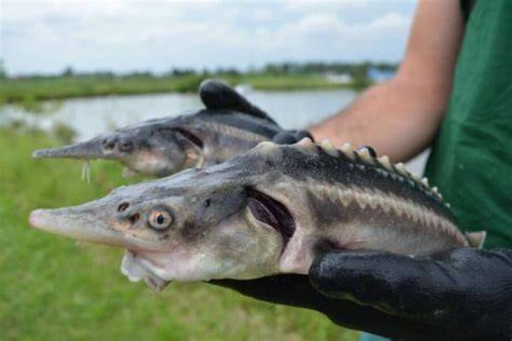Sturddlefish Being Held