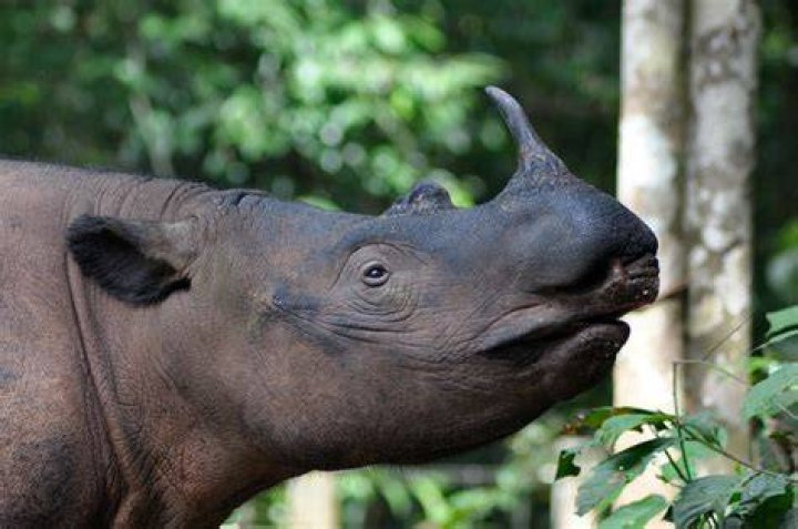 Sumatran Rhino