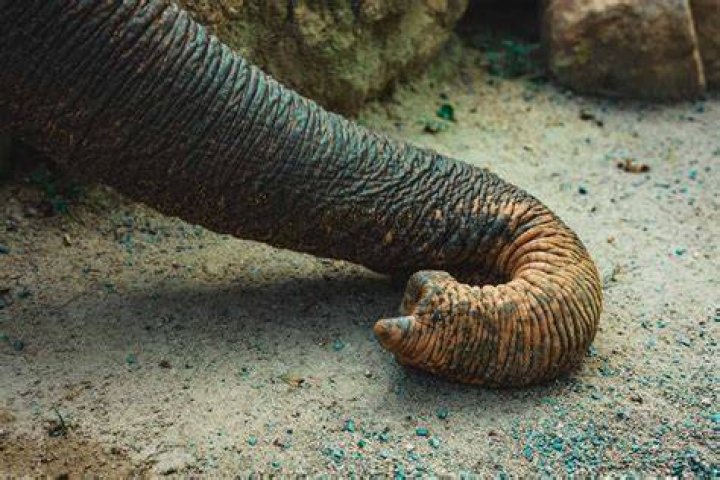 Truth About Elephant Trunks