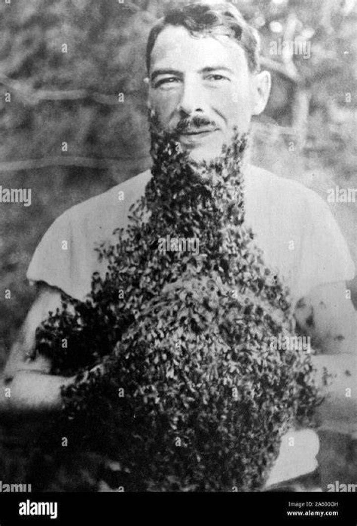 Vintage Bee Bearding