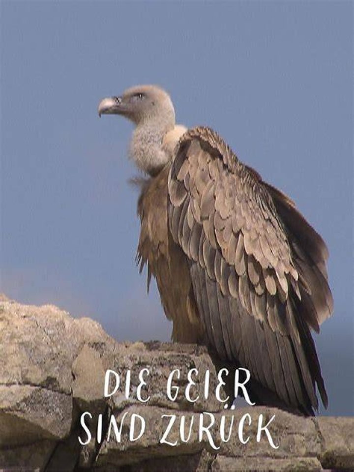 Wer sind die Geier im Dschungelbuch?
