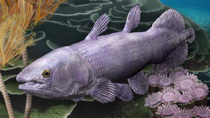 What Is A Living Fossil