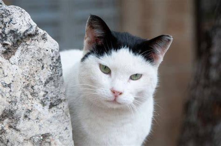 White Black Street Cat Feral Australia
