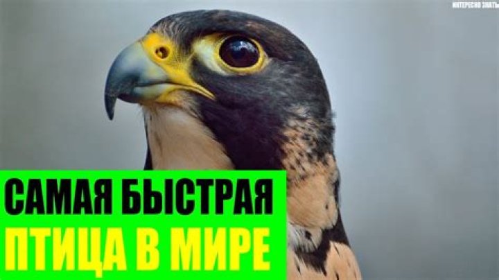 Какая самая умная птица в мире? – Celebrity.fm
